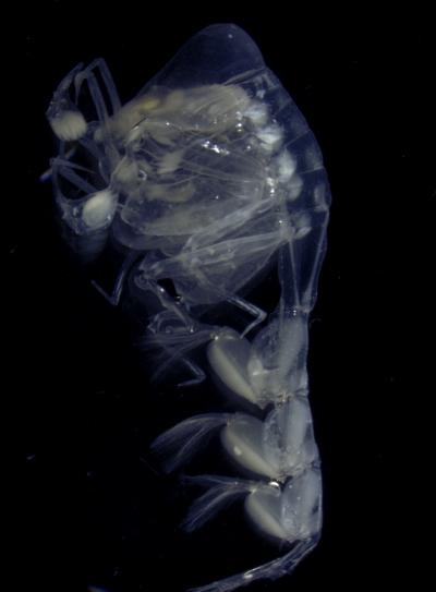 Zooplankton
