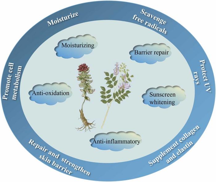 Function and anti-aging pathways of the plant-derived ingredients in cosmetics.
