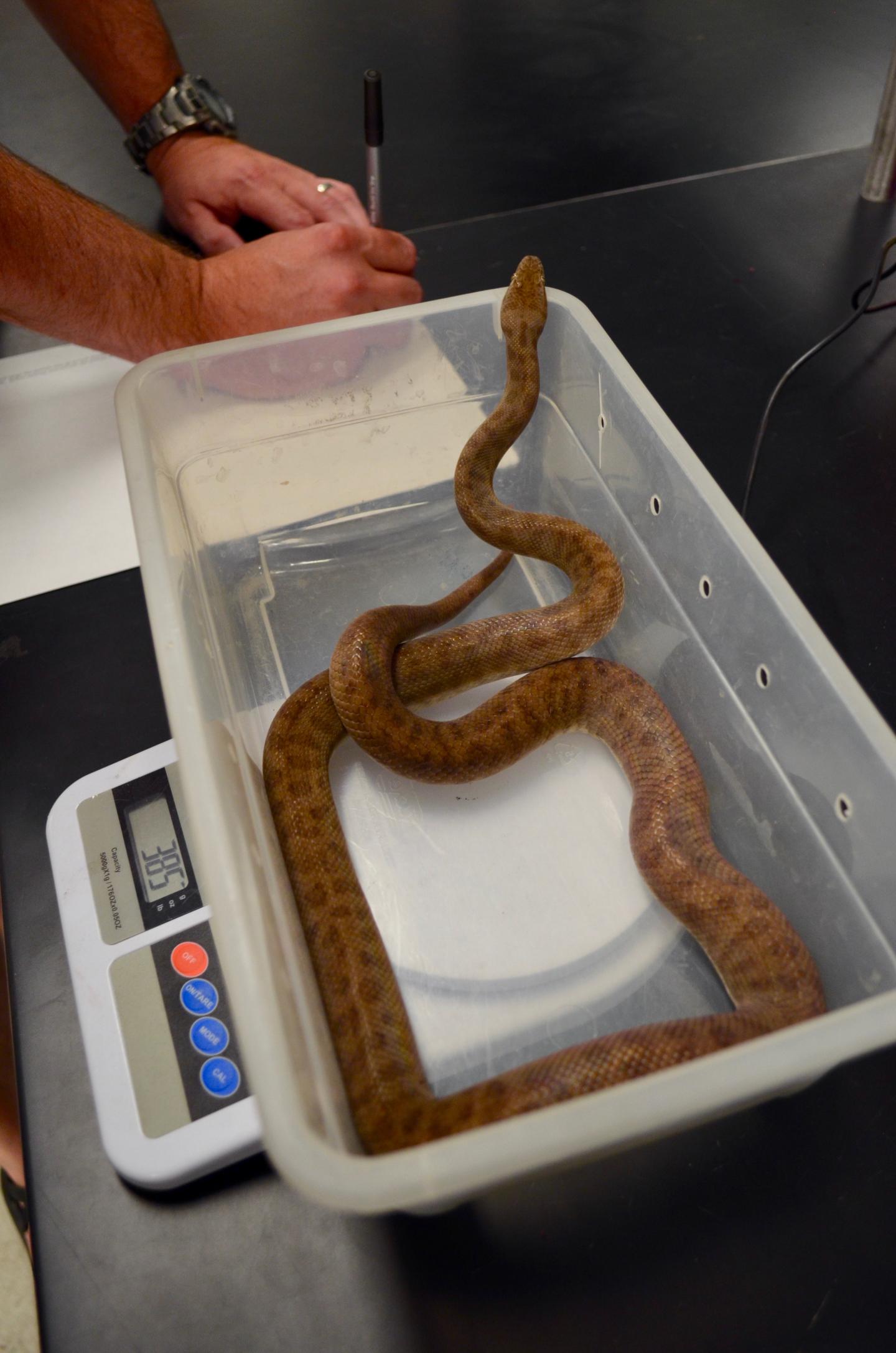 Animals May Be Able to Use Their Own Muscles to Get Water when It's not Available