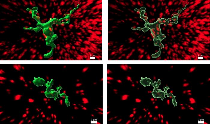CNIO research links fertility with immune cells in the brain