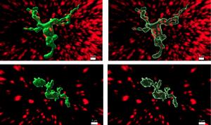 CNIO research links fertility with immune cells in the brain