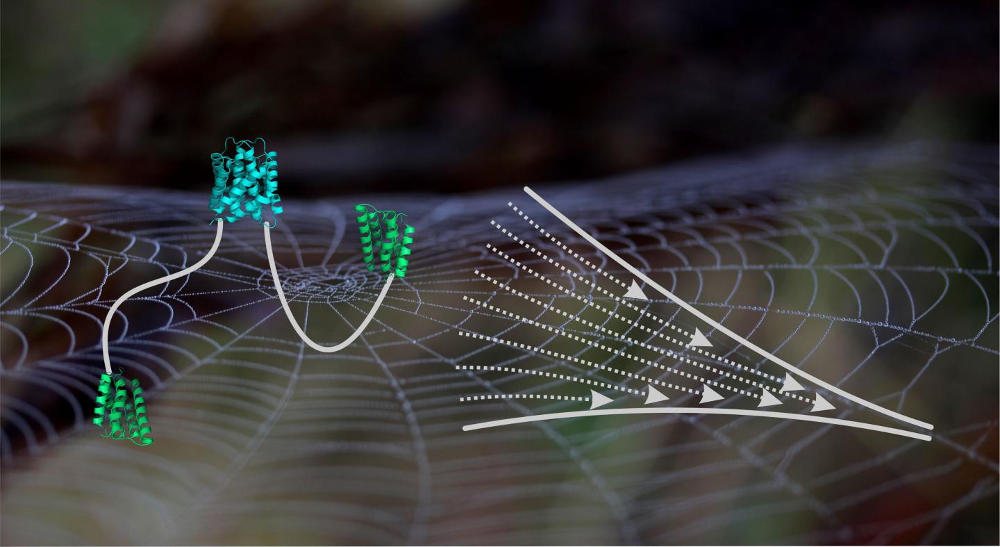 Schematic Scheme of a Spidroin