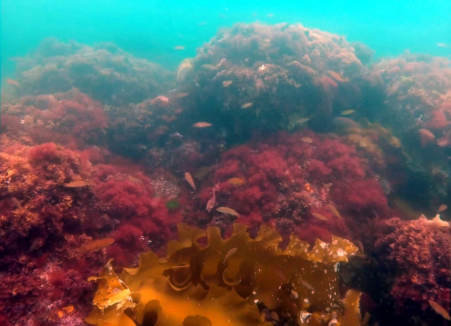 Seascape with iIvasive Seaweed