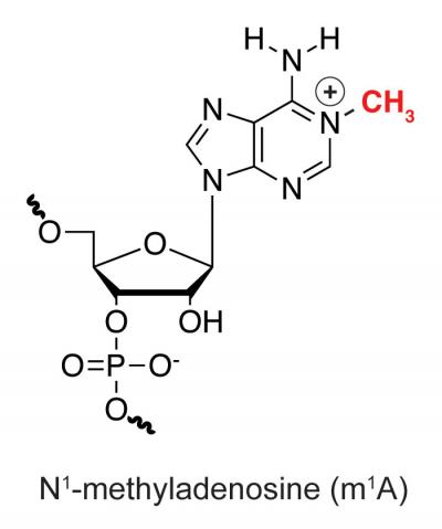 New Messenger RNA Discovered