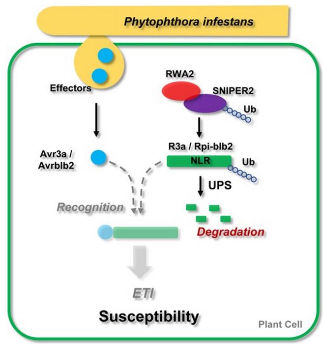 A proposed model showing that StRWA2 recruits the E3 ubiquitin ligase StSNIPER2 to degrade NLRs, thereby suppressing effector-triggered immunity mediated by Avr–NLR recognition and promoting plant susceptibility.