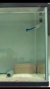 Fish interacting with a piece of food in the mirror (vertical video)