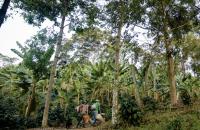 Coffee pickers