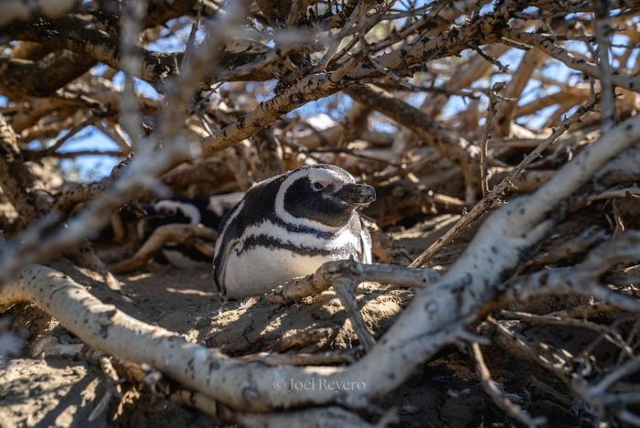 Magellanic penguin at nest