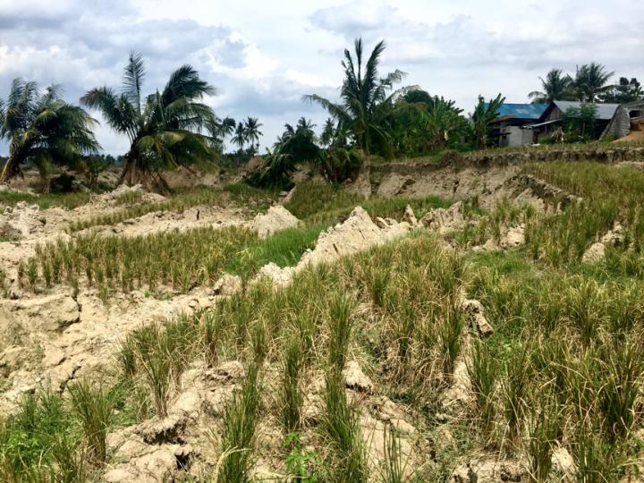 Irrigation Worsened Earthquake-Triggered Landslides
