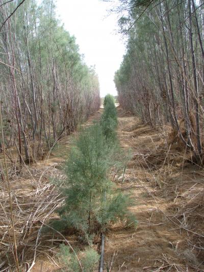 Salt Cedar Forest