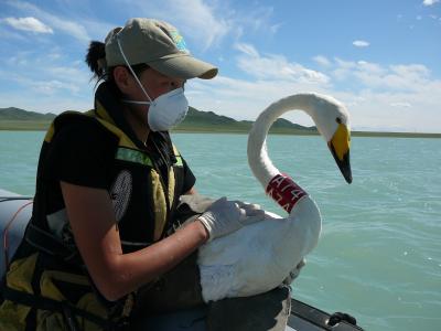 Whooper Swan