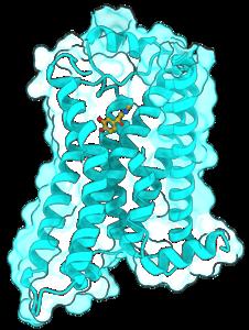 β₂-Adrenergic receptor