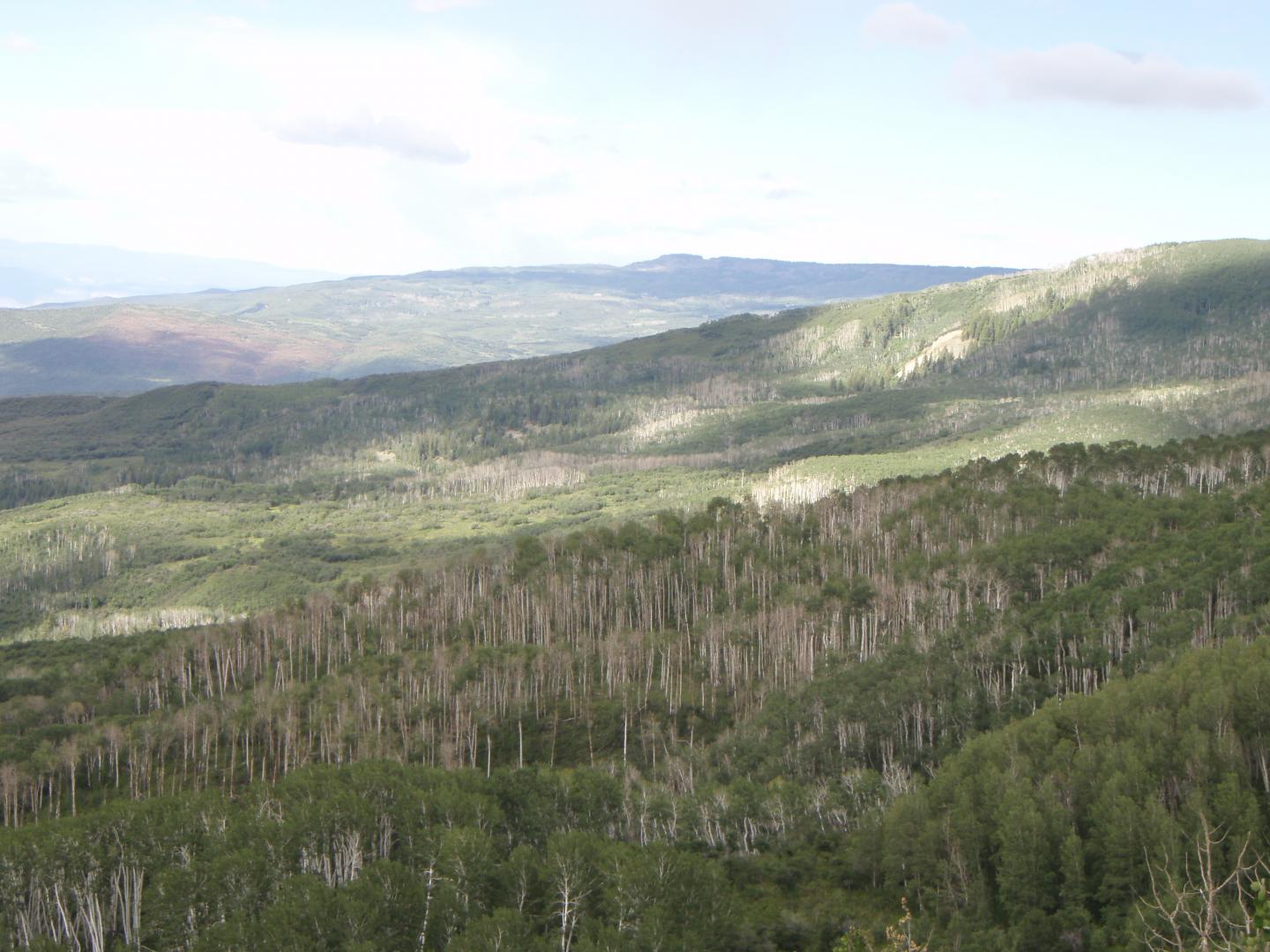 Aspen Die-off