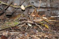 Fish-eating Spider III