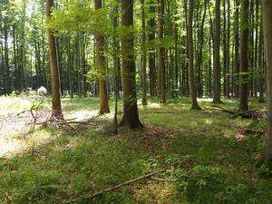 Extensively managed beech forest at Hainich-Dün region in Germany.