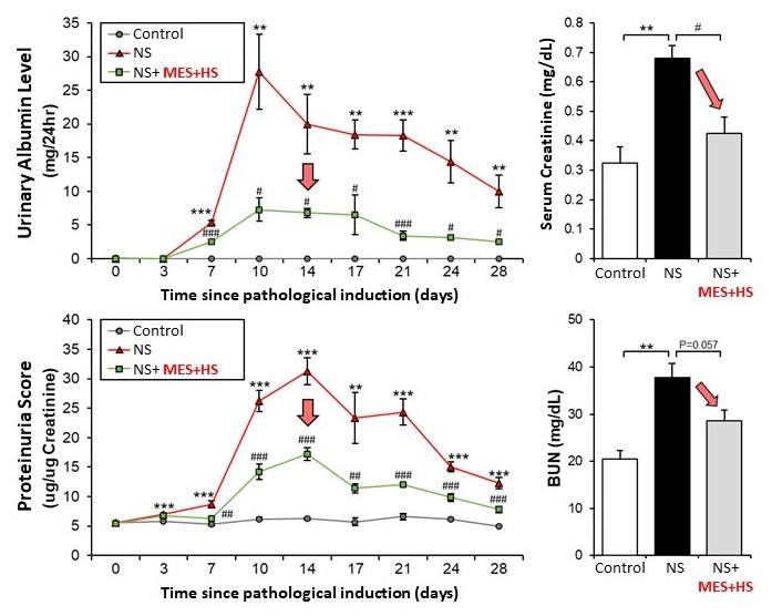 MES+HS ameliorates abnormalities in urinary and blood renal function parameters in ADR-induced NS