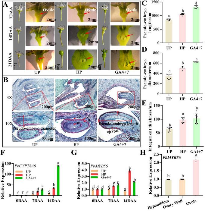 Expression levels of PbCYP78A6 and PbMYB56 linked to GA4+7-induced pseudo-embryo development and parthenocarpy.