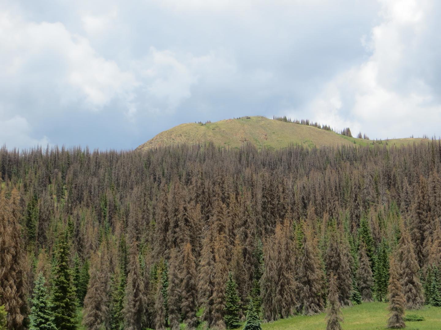 Climate-Stressed Forests in Colorado, USA