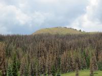 Climate-Stressed Forests in Colorado, USA