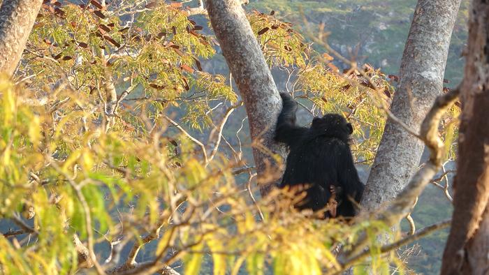 A mother chimpanzee looks out from the central tree to her breakfast (seeds!) at the end of thin branches