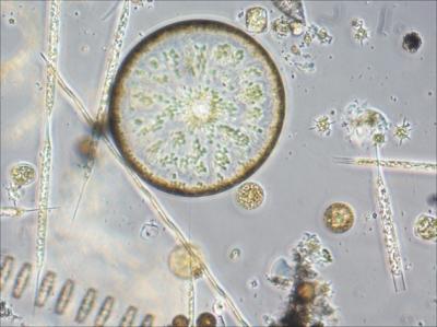 <i>Phaeodactylum tricornutum</i>