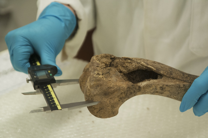 Pictures show Dr Katherine Kanne from the University of Exeter measuring horse bones found in Goltho, Lincolnshire using calipers and an osteometric board. The bones are a metacarpal, the end of the humerus and a tooth row from a mandible. Download pictures at https://we.tl/t-pW15vA2VHM