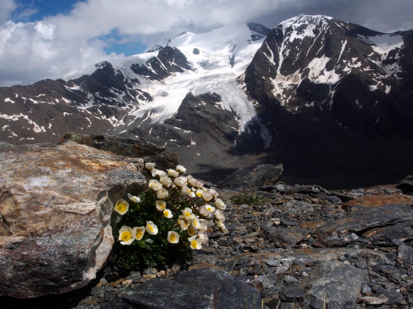 Glacier buttercup