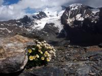 Glacier buttercup