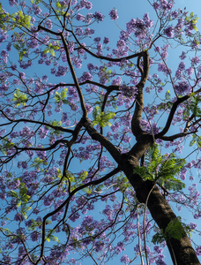 Jacaranda tree