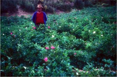 Potato Field