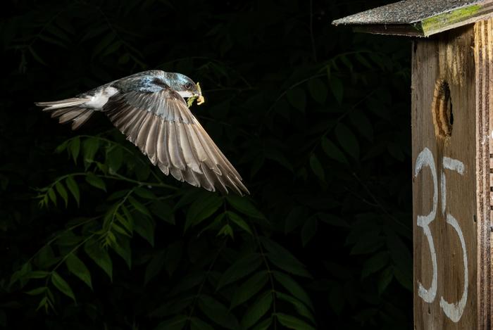 Tree swallow at Long Point Bird Observatory: In flight