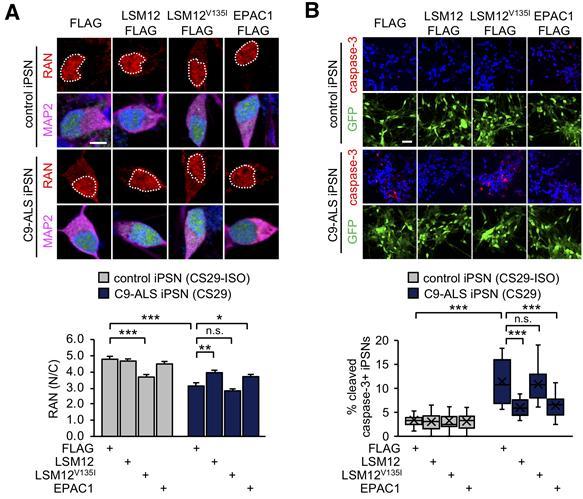 Overexpression of LSM12 or EPAC1