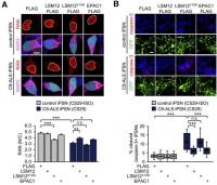 Overexpression of LSM12 or EPAC1