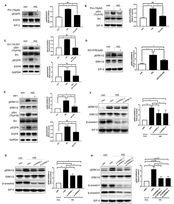 A novel β2-AR agonist, Higenamine, induces β-arrestin-biased signaling