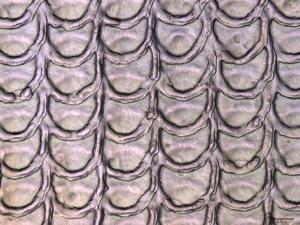 Vertically and Horizontally Overlapping Scale Structures
