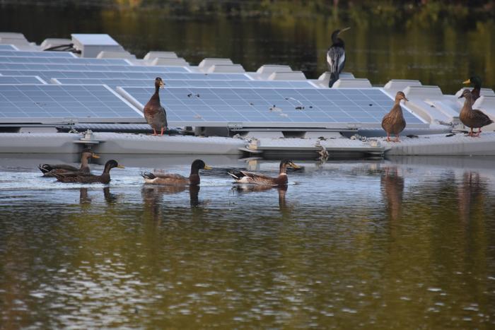 Ducks and floating solar