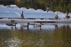 Ducks and floating solar
