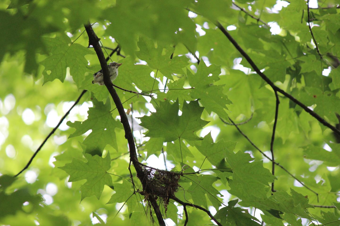 Migrating Songbird