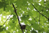 Migrating Songbird