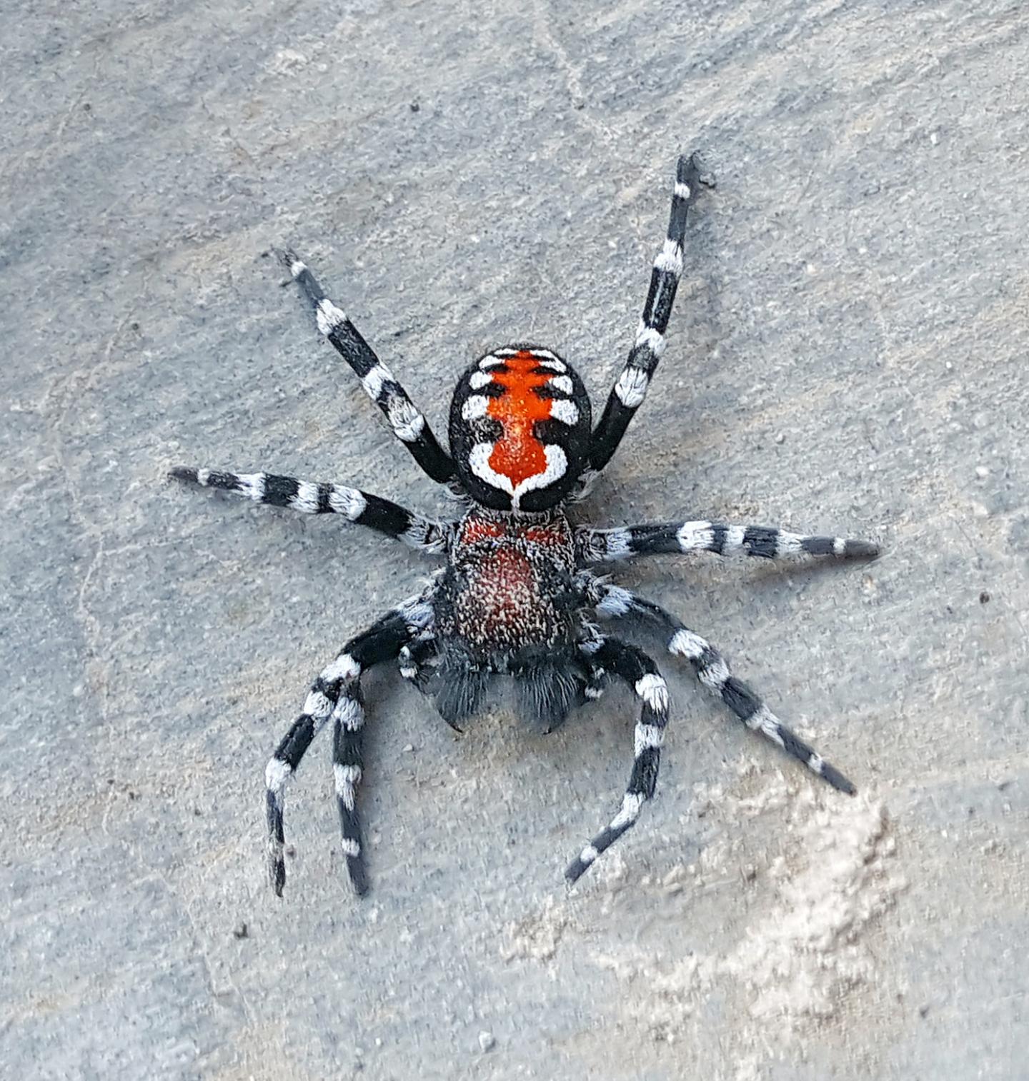 Loureedia phoenixi Spider