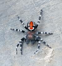 Loureedia phoenixi Spider