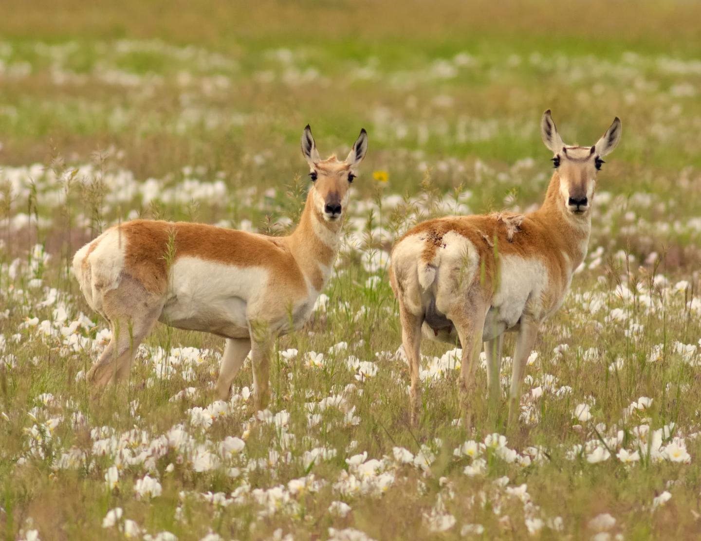 Pronghorn