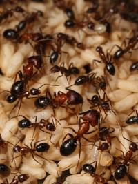 <em>Camponotus floridanus</em> Colony