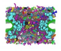 Nuclear Pore Simulation
