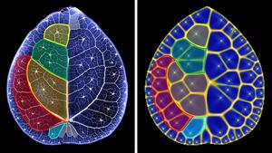 Voronoi diagram