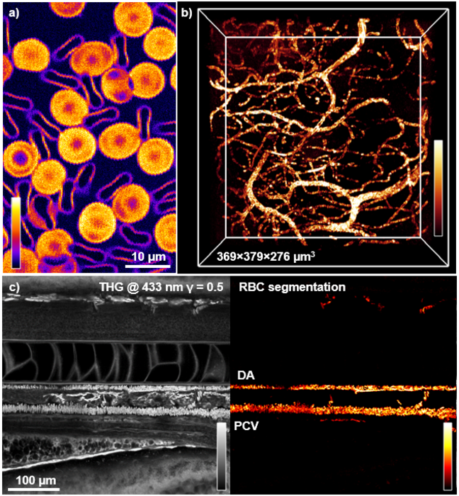 Label-free specific imaging of RBC.
