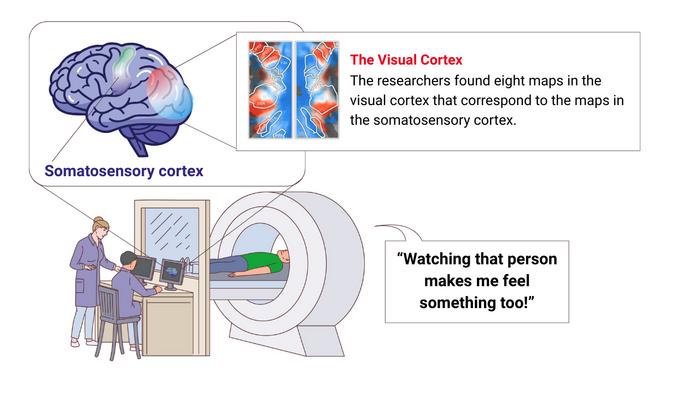 Infographic: visual cortex finding