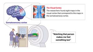 Infographic: visual cortex finding