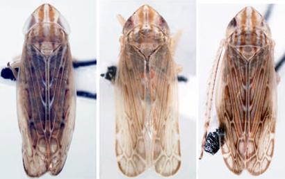 <i>F. hastatus</i>, <i>F. truncatus</i>, and <i>F. dietrichi</i> (1 of 2)