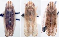 <i>F. hastatus</i>, <i>F. truncatus</i>, and <i>F. dietrichi</i> (1 of 2)